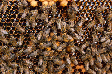 Busy bees, close up view of the working bees on honeycomb. .