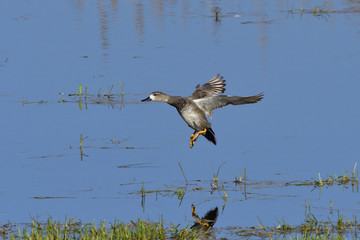 Männliche Schnatterente bei der Landung
