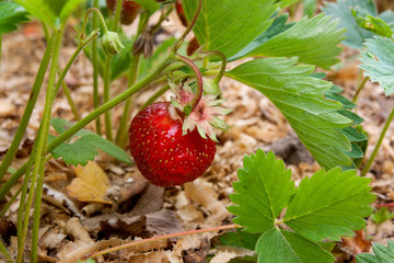 Ripe berries and foliage strawberry. Strawberries on a strawberry plant on organic strawberry farm..