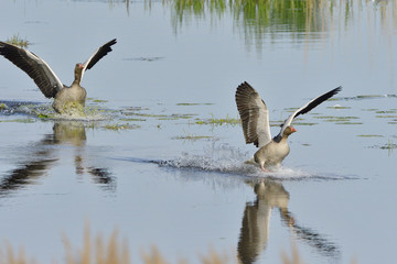 Graugänse bei der Landung