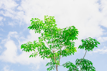 Naklejka premium Green rubber tree with sky and clouds as the background.