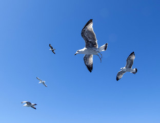 Flight of gulls