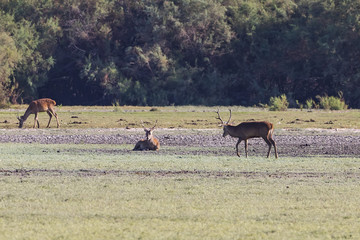 Fototapeta premium Deers during mating season in 
