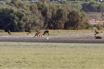 Deers during mating season in 