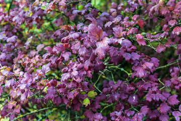 Obraz premium red-colored leaves on autumn bushes