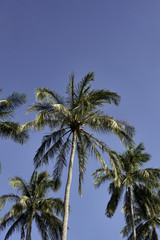 Fototapeta na wymiar Coconu Palm