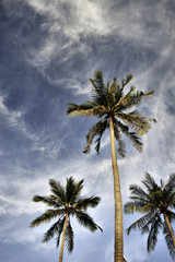 Fototapeta na wymiar Coconut Palm Trees
