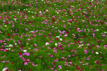 cosmos, cosmos backgound image, Autumn atmosphere image, Cosmos field