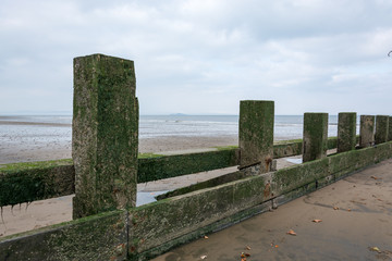 Old wooden poles covered with moss at a beach