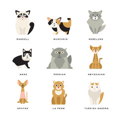 Flat domestic breeds of cats