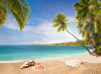 Tropischer Strand mit Palmen und Muscheln