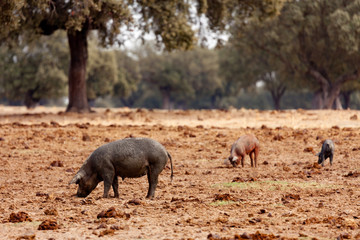 Iberian pig grazing among the oaks