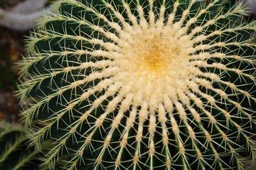 Naklejka na ściany i meble Selective focus close up top view shot on golden barrel cactus echinocactus grusonii cluster