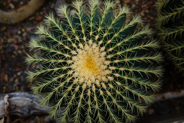 Naklejka na ściany i meble Selective focus close up top view shot on golden barrel cactus echinocactus grusonii cluster