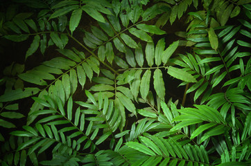 green  leaves background