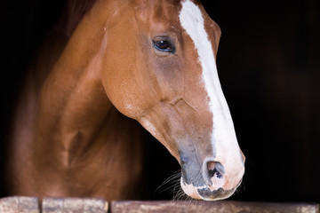 Portrait of a beautiful purbred horse