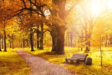 Peel and stick wall murals Autumn Old wooden bench in the autumn park