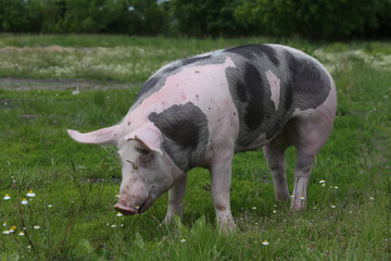 Ddomestic pig on animal farm summertime