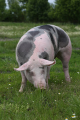 Domestic pietrain pig graze on summer meadow