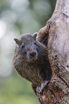 Captive Desmarest's hutia (Capromys pilorides) (Cuban hutia), a species of rodent endemic to Cuba