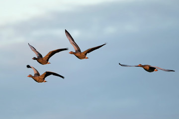 Graugänse im Flug