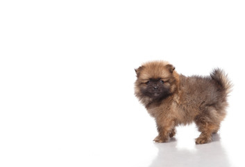 Spitz puppies. Pomeranian puppy dog on white background. Spitz dog on white background. Very small breed dog puppies.