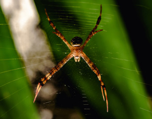 Insect angles are beautifully patterned on its fiber.