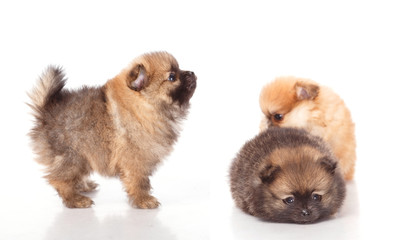 Obraz premium Spitz puppies. Pomeranian puppy dog on white background. Spitz dog on white background. Very small breed dog puppies. Two puppies on a white background.