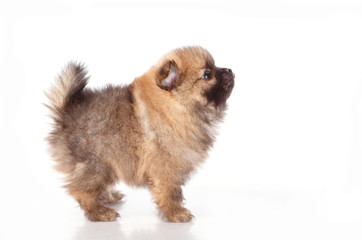 Spitz puppies. Pomeranian puppy dog on white background. Spitz dog on white background. Very small breed dog puppies. Two puppies on a white background.