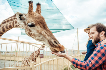 family feeding giraffe in zoo - obrazy, fototapety, plakaty