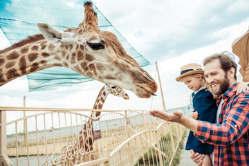 family looking at giraffe in zoo - obrazy, fototapety, plakaty