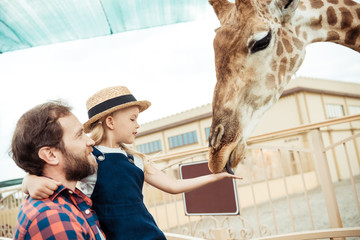 family feeding giraffe in zoo - obrazy, fototapety, plakaty