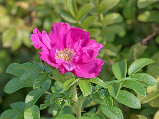 Blühende Kartoffel-Rose, Rosa rugosa