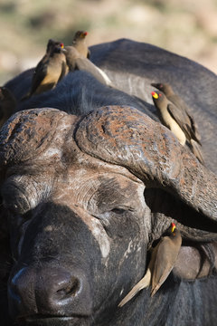 African buffalo (Syncerus caffer) with yellow-billed oxpeckers (Buphagus africanus) looking for parasites, Tsavo, Kenya