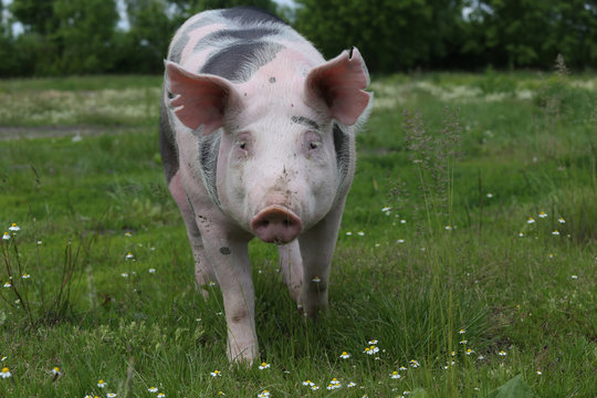 Young pietrian breed pig on natural environment