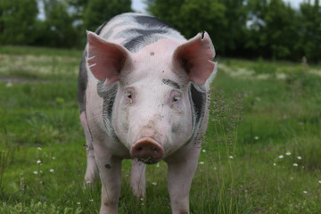 Head of a domestic pig on pasture