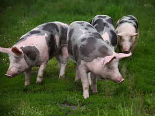 Group of pigs farming raising breeding in animal farm rural scene