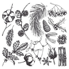 Vector collection of hand drawn christmas decor elements with bird. Vintage winter plants sketch set. Conifers, berries, flowers, cones, seeds illustration. Outlines. Holiday design.