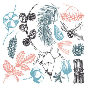 Vector collection of hand drawn christmas decor elements with bird. Vintage winter plants sketch set. Conifers, berries, flowers, cones, seeds illustration. Outlines. Holiday design.