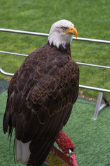 Portrait of an American Bald Eagle inside Soccer Stadium