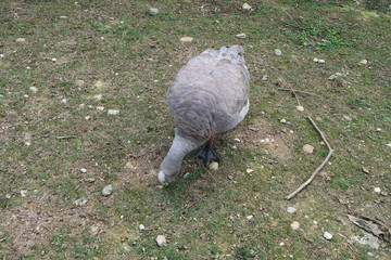 Cape Barren goose