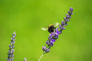 Biene