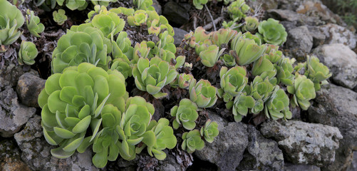 Rosetten-Dickblatt (Aeonium spec.) auf Lavagestein, Insel La Palma, Kanaren, Spanien, Europa