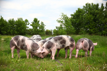 Herd of young pigs grazing on natural environment