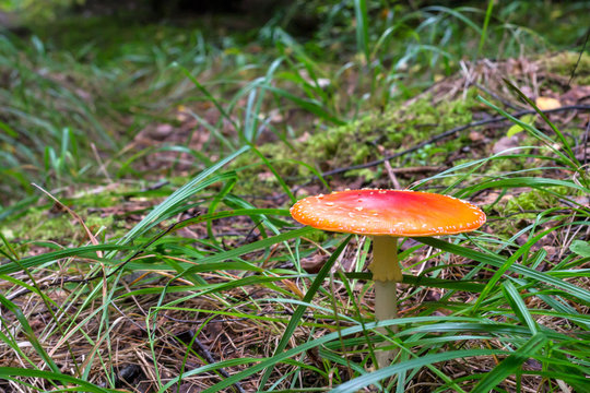 Red fungus in forest
