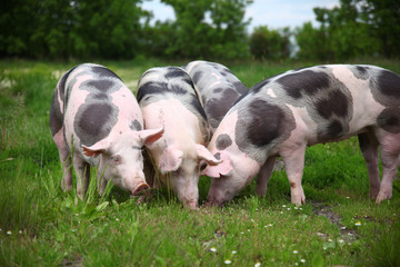 Fototapeta na wymiar Group of pigs farming raising breeding in animal farm rural scene
