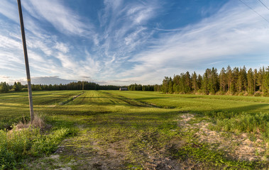 Fototapeta na wymiar Sunset and green field in Finland.