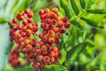 Close up of rowan berries with green background.