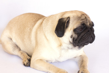 Obraz premium A lying pug dog looking sad. Isolated.