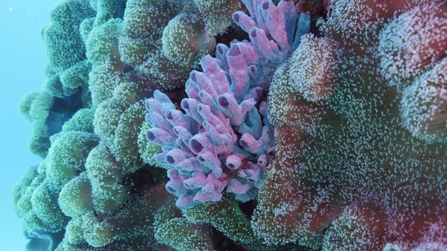 Purple sponge amongst soft corals